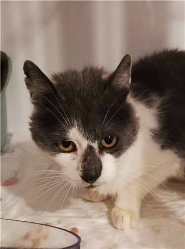 Der Fundkater vom 30. Januar. Fotos: Tierschutz Siebengebirge