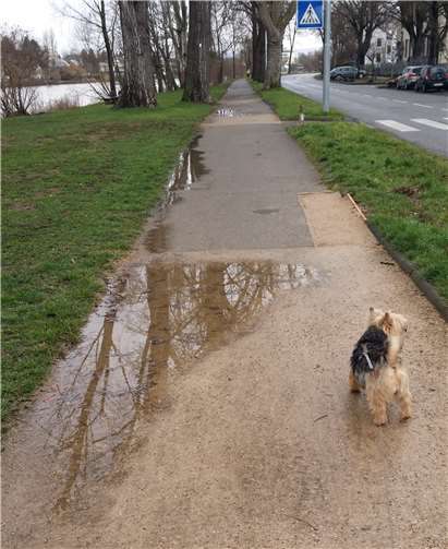 Der Fußweg am Moselufer.Quelle:FDP Kreisverband Koblenz