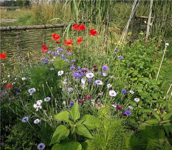 Der Garten der Frankensiedlung öffnet seine Pforten. Foto: privat