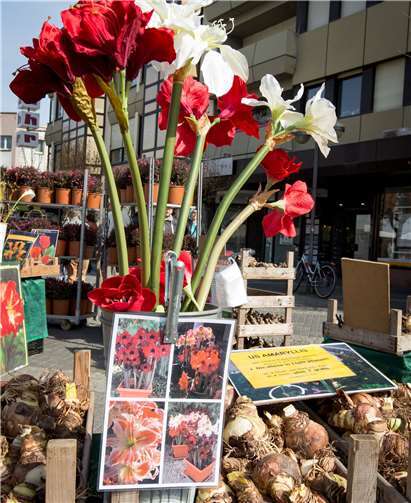 Der Gartenmarkt Neuwied muss leider ausfallen. Foto: Stadt Neuwied
