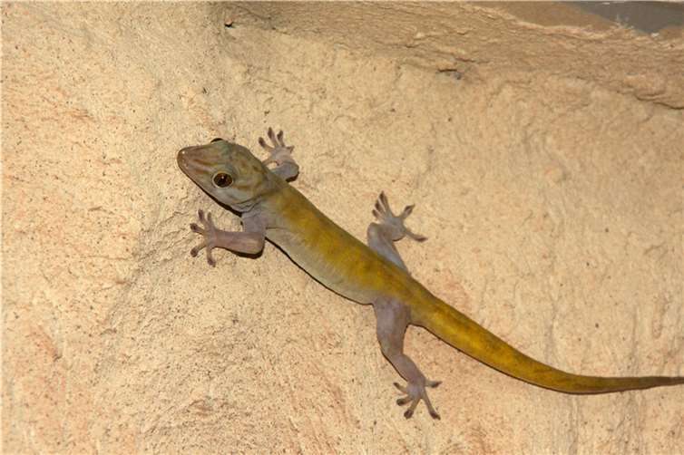 Der Gecko ist das Zootier des Jahres 2024.  Foto: David Otte