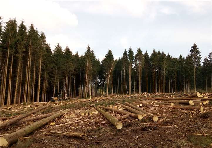 Der Gemeindewald Hilgert: Nach der Aufarbeitung der Borkenkäferbäume kam der Sturm.Foto: privat