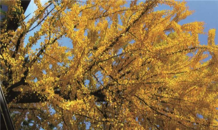 Der Gingko-Baum erreicht im November seine schönste Laubfärbung. U.J.