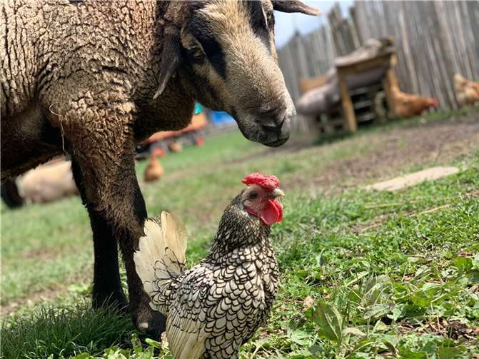 Der Gnadenhof Anna e.V. finanziert sich ausschließlich durch Spenden. Fotos: privat