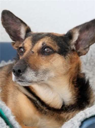 Der Gnadenhof bietet den dortigen Hunden einen würdigen Lebensabend. privat