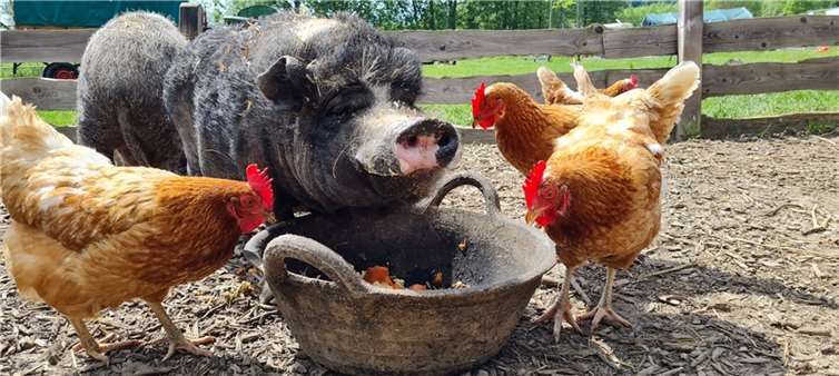 Der Gnadenhof nimmt alte, ungewollte und kranke Tiere auf, sowohl von Privatpersonen als auch von der Feuerwehr.