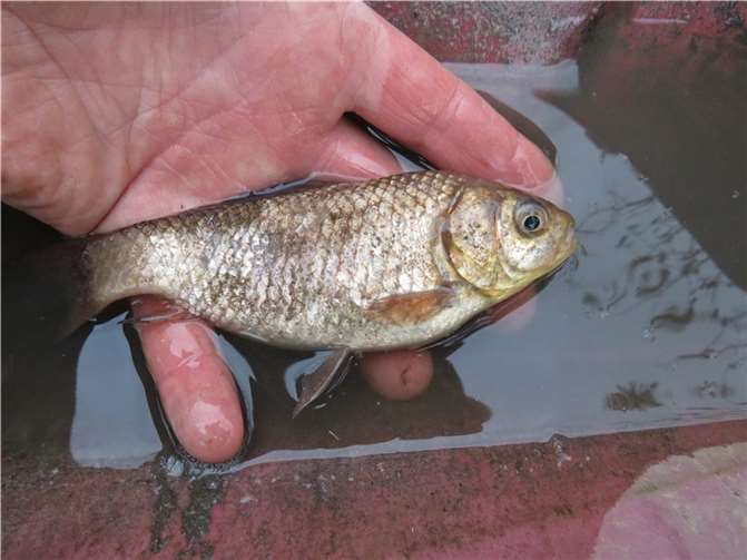 Der Goldfisch konnte gerettet werden.  Foto: Stefan Krumme