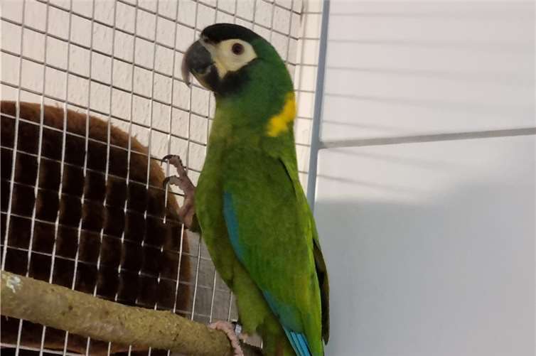 Der Goldnacken-Ara „Rico“ wurde in Ochtendung gefunden. Foto: Sybill Limbach