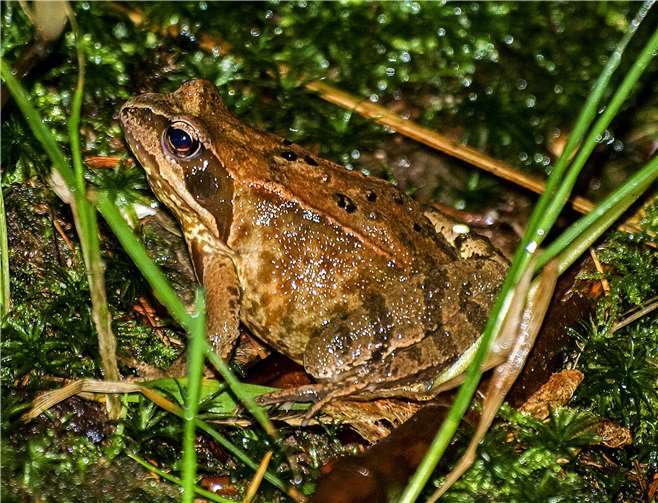 Der Grasfrosch ist wieder unterwegs. Foto: NABU