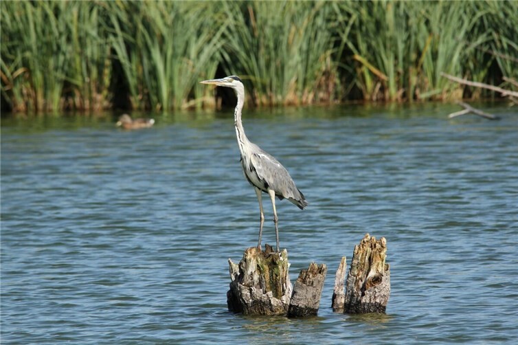 Der Graureiher gehört zu den Vogelarten, die auch in den Thürer Wiesen heimisch sind. 