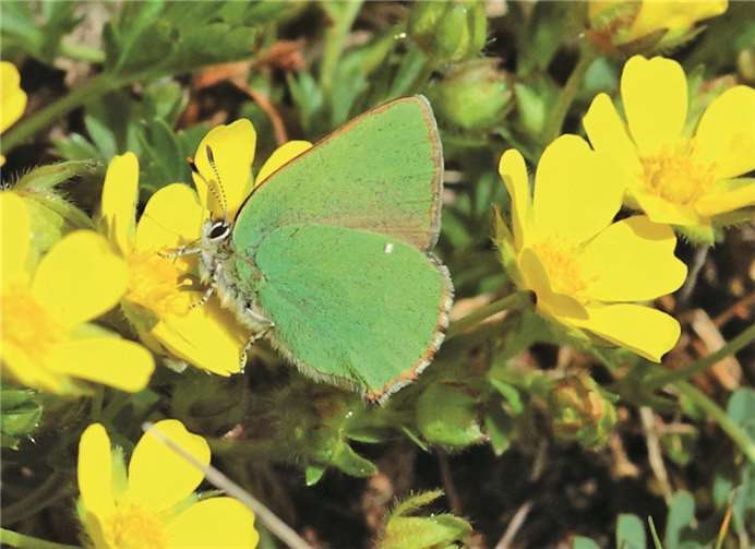 Der Grüne Zipfelfalter (Callophrys rubi). privat