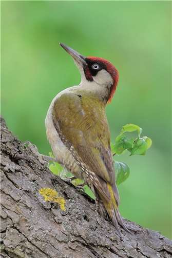 Der Grünspecht ist an seinem Gefieder gut zu erkennen. privat