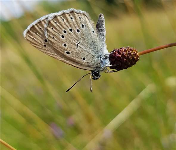 Der Helle Wiesenknopf-Ameisenbläuling (Maculinea teleius).