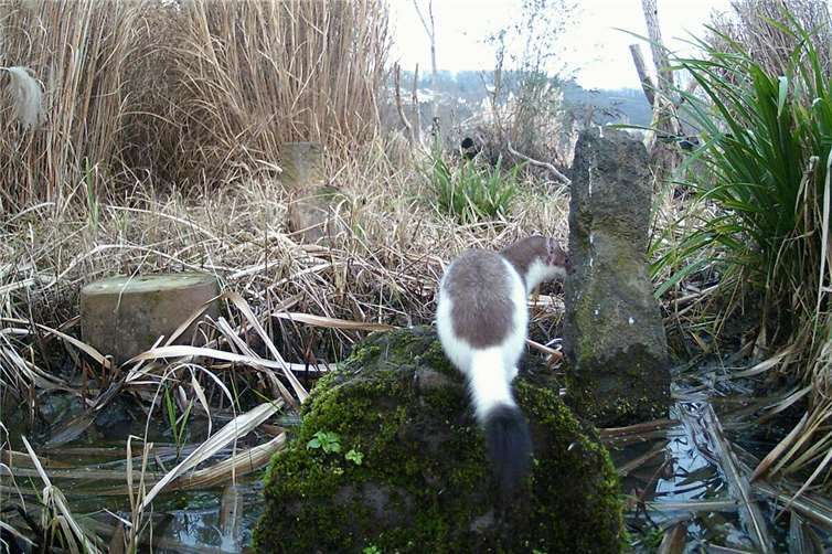 Der Hermelin im Naturschutzgarten.Foto: Stefan Krumme