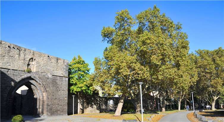 Der Hindenburgwall wird durch die alten Platanen geprägt. Allerdings sind fünf Bäume so sehr geschädigt, dass sie nicht erhalten werden können. Sie werden in einer großen Pflanzaktion aber nicht durch kleine Stecklinge, sondern durch bereits neun Meter hohe und etwa 30 Jahre alte Platanen ersetzt.Foto: Stadt Andernach/Maurer