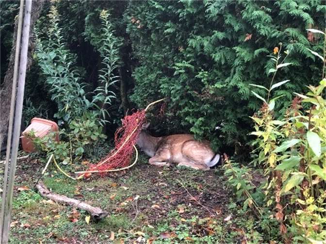 Der Hirsch hatte sich mit seinem Geweih in einem Gewebegartenzaun verfangen. Foto: Polizei