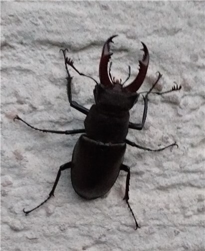 Der Hirschkäfer ist heutzutage relativ selten geworden, dennoch kennt ihn fast jede*r. Nur die Männchen haben die großen „Geweihe“, mit denen sie miteinander kämpfen. Mit neun Zentimetern ist der Hirschkäfer unser größter Käfer. Sie schwärmen von Mitte Juni bis Ende Juli an lauen Abenden mit lautem Brummen in Laubwäldern herum.Foto: Margrit Schuch