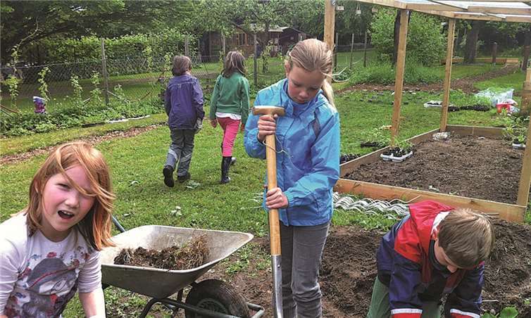 Der Höhepunkt des Schulgartens sind die Tomatenbeete. Privat