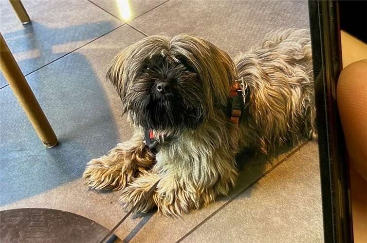 Der Hund ist wieder da. Foto: Polizei 