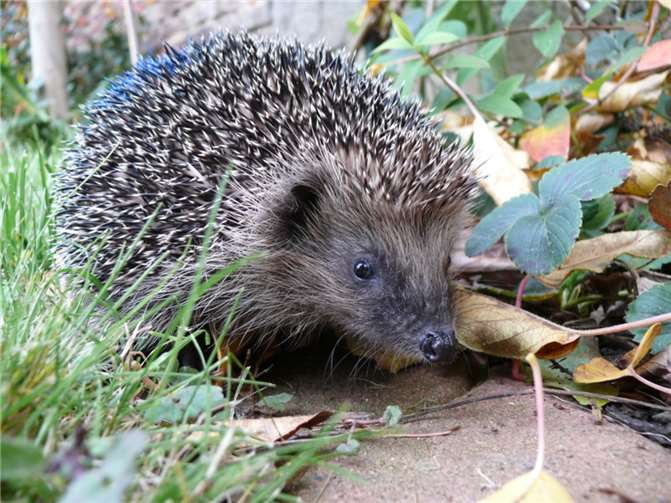 Der Igel ist besonders gefährdet.  Foto: Tierschutz Siebengebirge