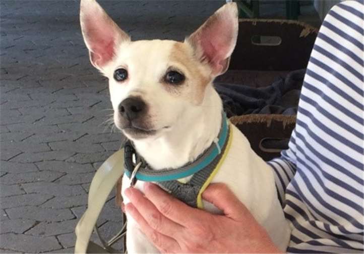 Der Jack-Russel-Mix wurde in einem Feldweg bei Kottenheim gefunden. Fotos:privat