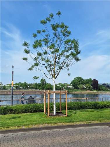 Der Japanische Schnurbaum.