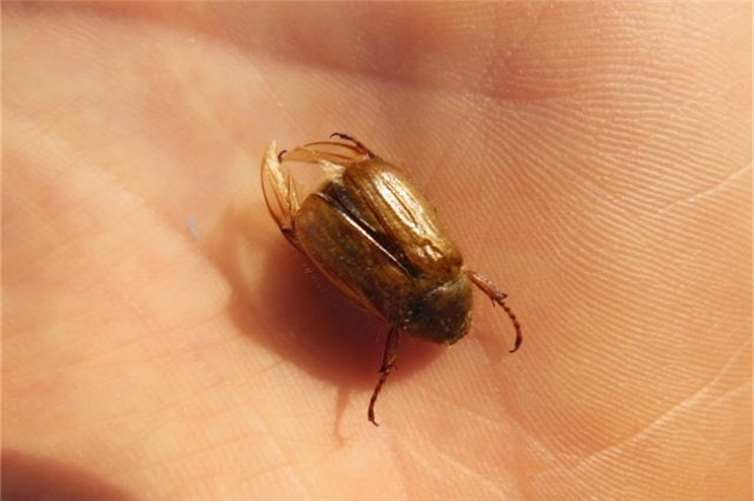 Der Junikäfer ist einfarbig braun und etwas kleiner und behaarter als der Maikäfer. Foto: Frank Krause