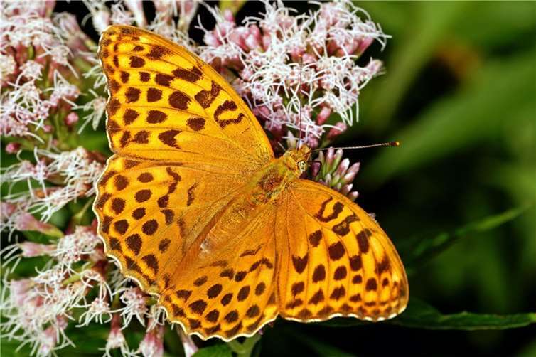 Der Kaisermantel ist Schmetterling des Jahres 2022. Foto: Tim Laußmann / BUND