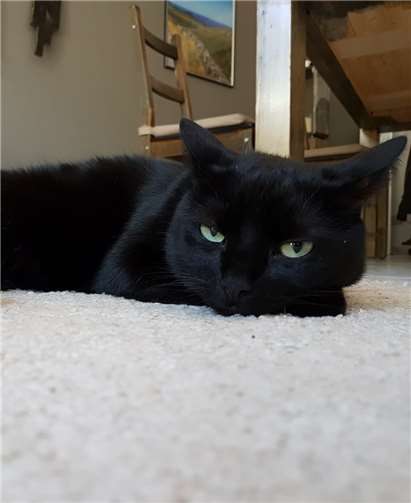 Der Kater ist circa drei Jahre alt. privat
