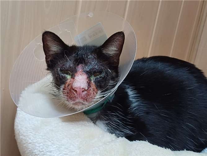 Der Kater ist in einem sehr schlechten Zustand.  Foto: privat