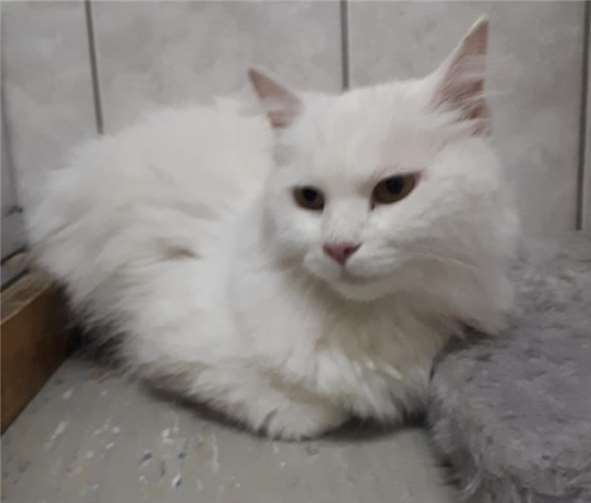 Der Kater lag zwei Tage reglos in einem Gebüsch.Tierheim Mayen