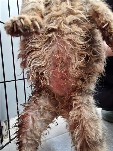 Der Kater war in einem beklagenswerten Zustand.