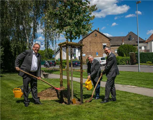 Der Katsurabaum wird auch Lebkuchenbaum genannt, weil er im Herbst nach Karamell und Zimt duftet. Risse