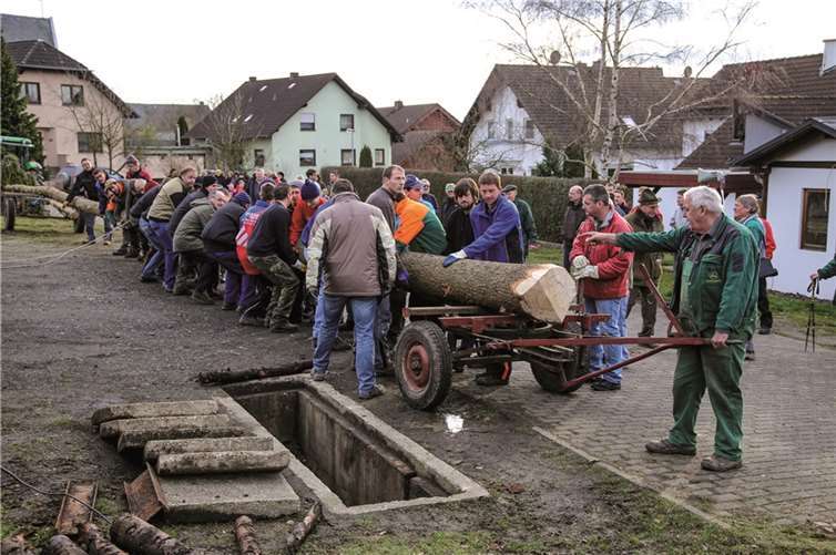 Der Kirmesbaum trifft auf der Saalwiese ein, die Männer sind bereit, ihn aufzurichten.