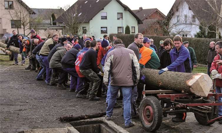 Der Kirmesbaum trifft auf der Saalwiese ein, die Männer sind bereit, ihn aufzurichten.