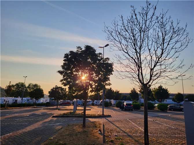 Der Klimawandel und die damit einhergehende Trockenheit macht den Bäumen im Stadtgebiet – wie hier diesem Jungbaum im Bereich des Bollwerks - schwer zu schaffen. Die Stadt hat mit Pflege und Bewässerung alle Hände voll zu tun.  Foto: Stadt Andernach/Janssen