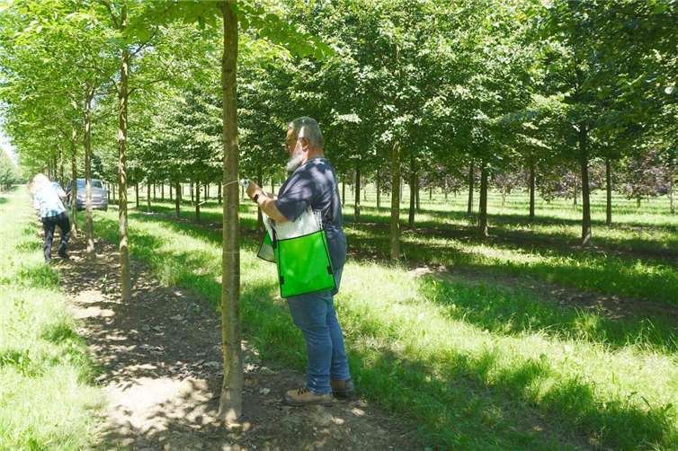 Der Koblenzer Stadtbaummanager Stephan Dally beim sogenannten Ausbinden also dem Aussuchen und Reservieren der Bäume für die Südallee in der Baumschule Ley / Meckenheim im Sommer 2024. Foto: Stadt Koblenz/Verena Groß