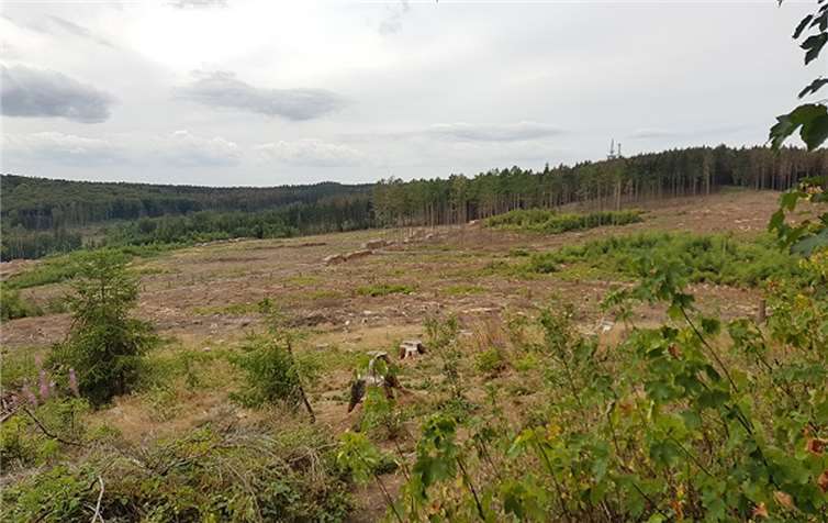 Der Köppel bei Montabaur bietet mittlerweile einen erschreckenden Anblick. Foto: Nadine Käs / NI