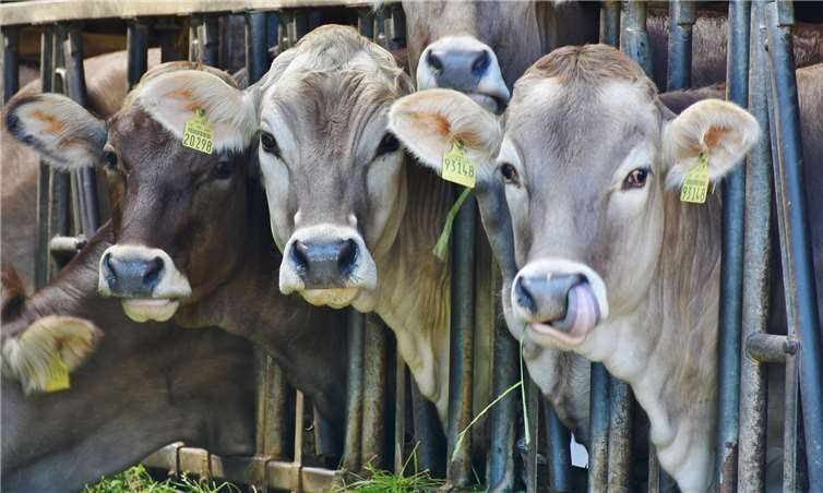 Der Kreis Ahrweiler fordert Neuregelungen auf Bundes-, EU- und Landesebene in Sachen Rindertransporte. Foto: pixabay