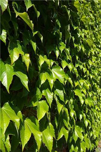 Der Kreis fördert Dach- und Fassadenbegrünungen für Wohngebäude weiter. Foto: Pixabay/Hans