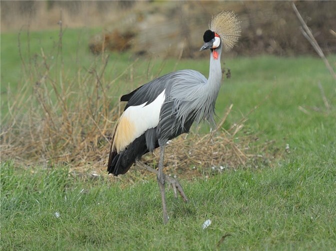 Der Kronenkranich ist das Zootier des Jahres 2026.Foto: Ian Turner