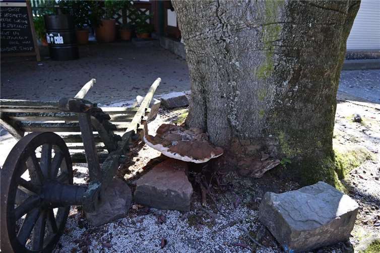Der Lackporling ist ein Schwächeparasit und verursacht eine Weißfäule zumeist auf Laubbäumen.