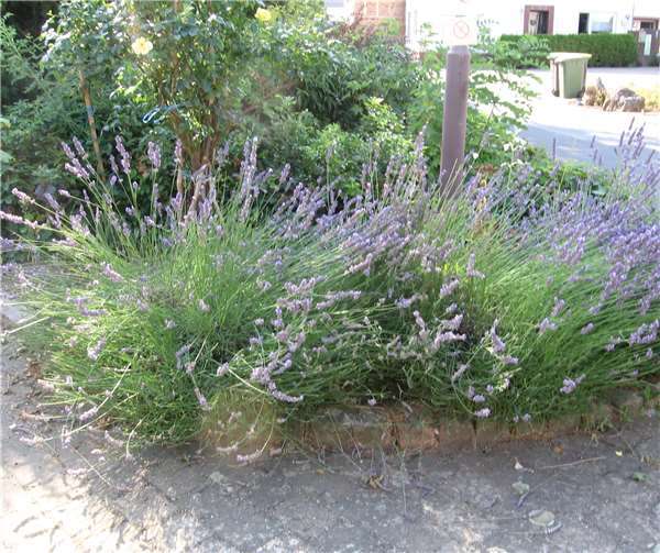 Der Lavendel sah nicht nur schön aus, er bot auch Nahrung für Bienen. 