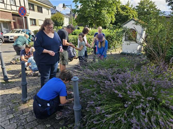 Der Lavendel wurde reichlich „geerntet“.