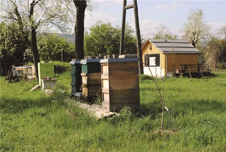 Der Lehrbienenstand kann besichtigt werden. privat
