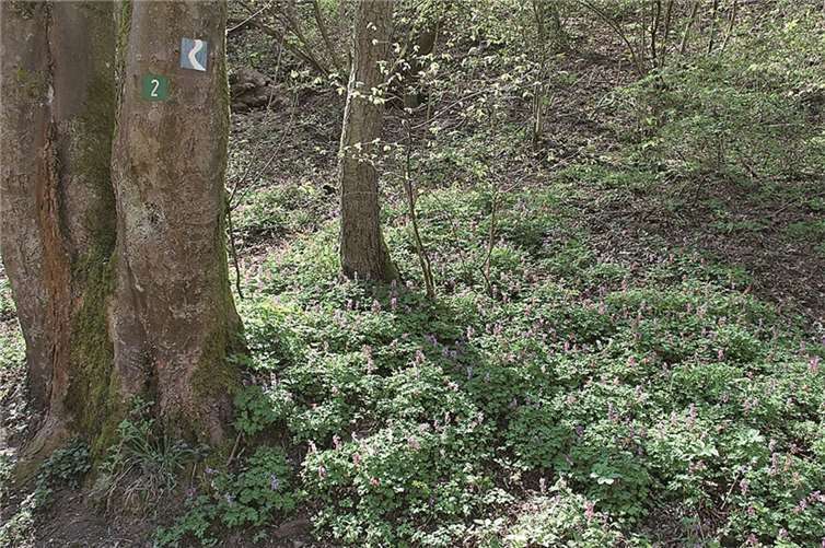 Der Lerchensporn erstrahlt in voller Pracht.