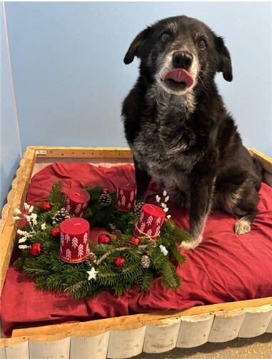 Der Liebling des Tierheims Hund Opa Oskar, mit einem „selbstgebastelten Adventskranz“.