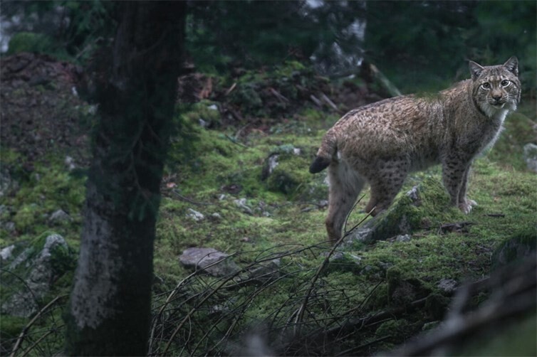 Der Luchs kehrt zu seiner Beute zurück