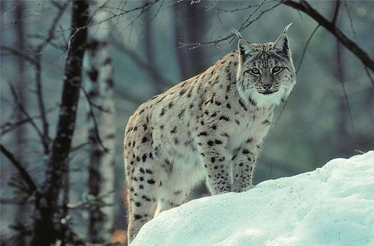Der Luchs wird über kurz oder lang in die Region kommen. NABU/Pollin