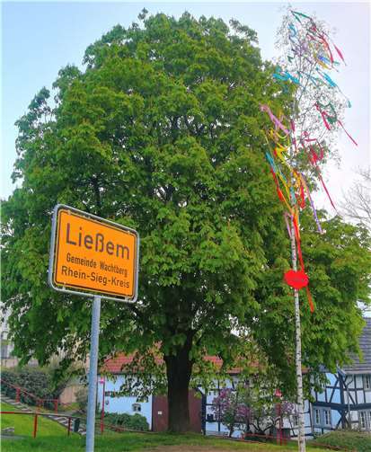 Der Maibaum vor dem Köllenhof. Foto: privat